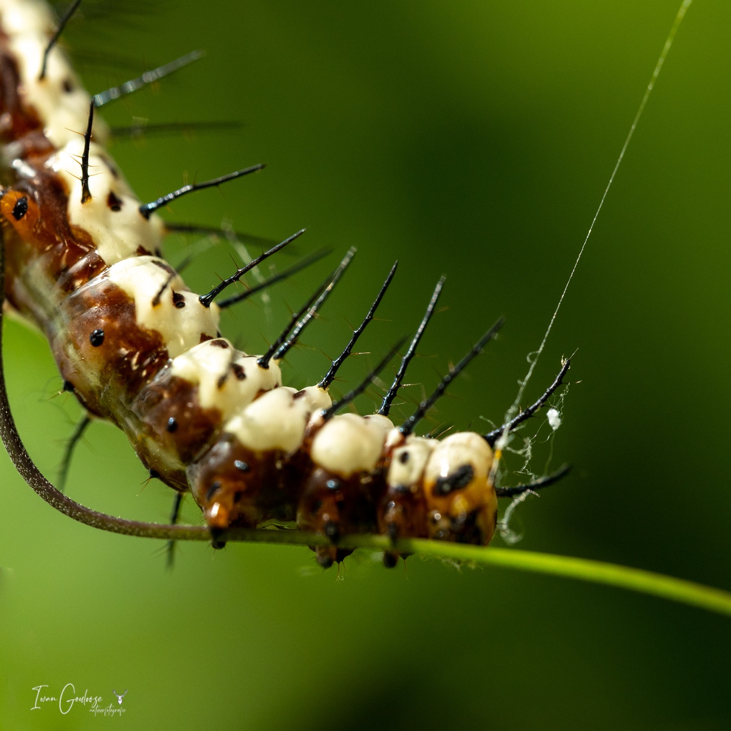  R2A3100 28 mei 2023 1615 20